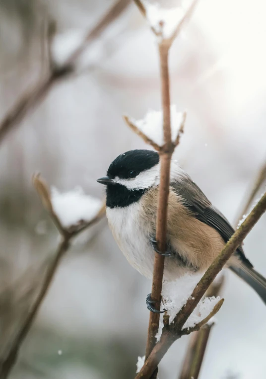 a bird is perched on a thin nch