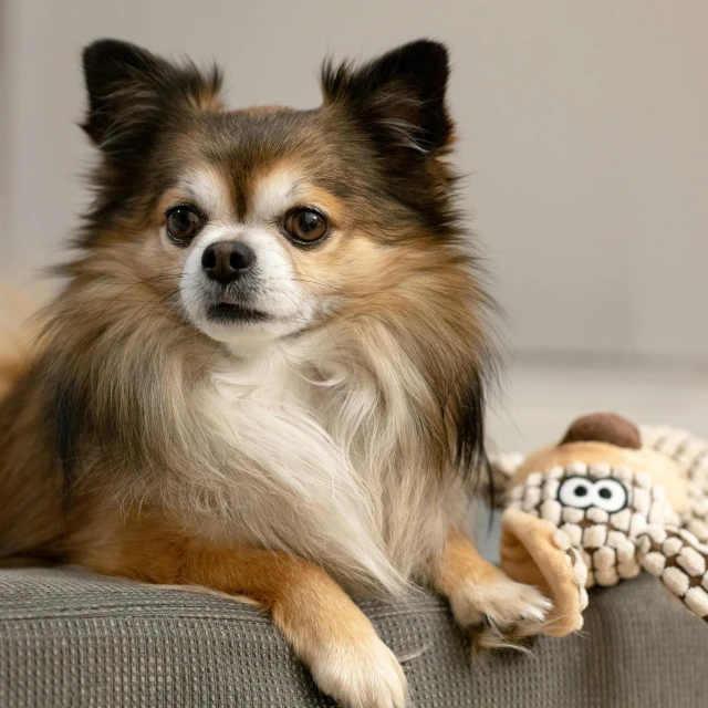 a small dog laying on a couch with a stuffed animal