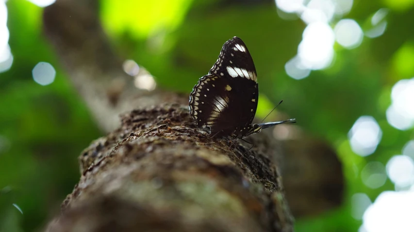 a erfly sitting on a nch in a green tree