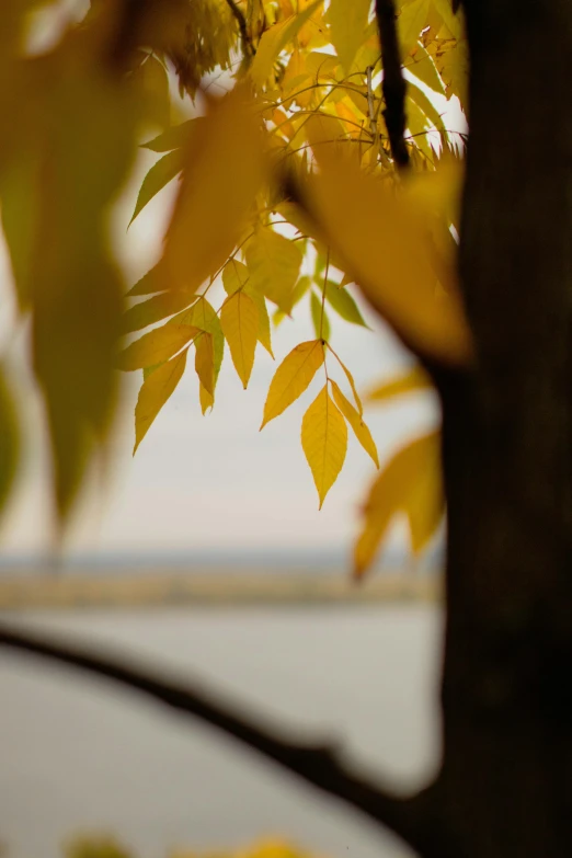 a bird perched on the tree nches with some leaves