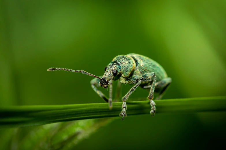 a green bug with long legs sits on a blade of green