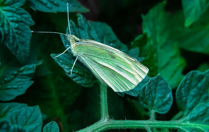 a large green moth sits on top of a plant