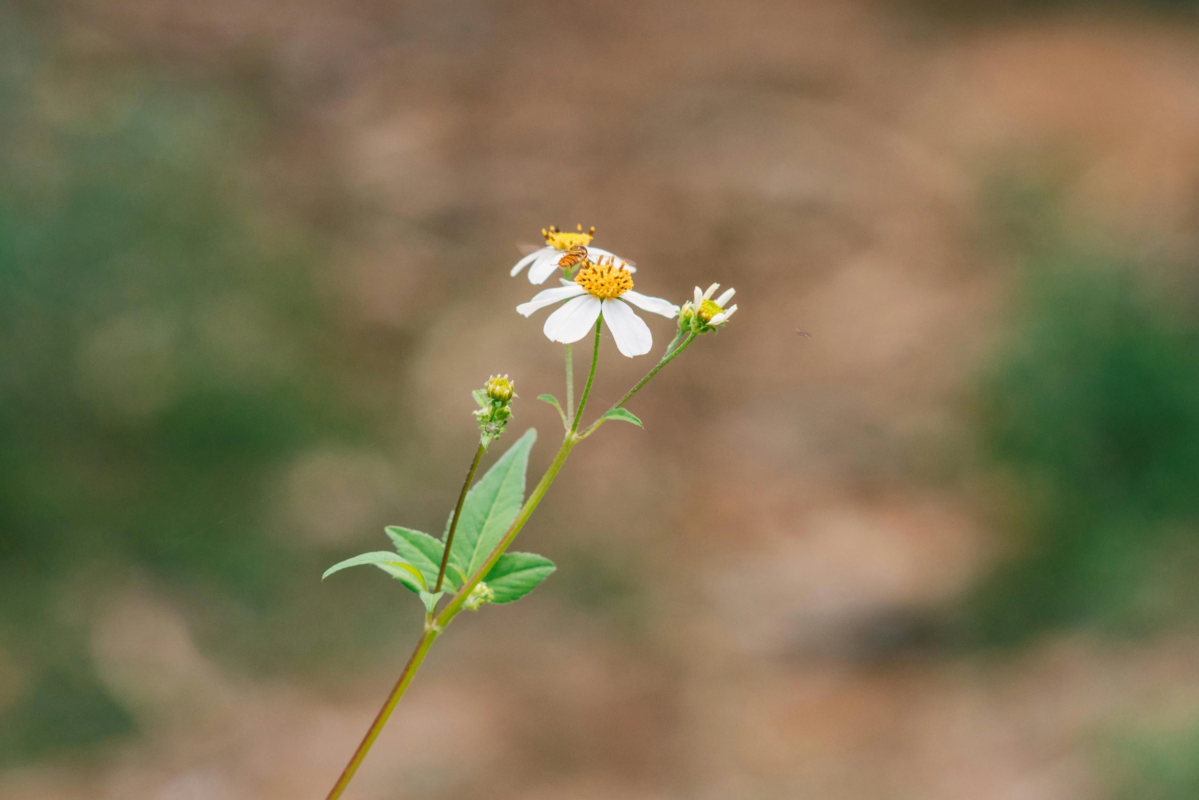 a flower that has yellow and white petals