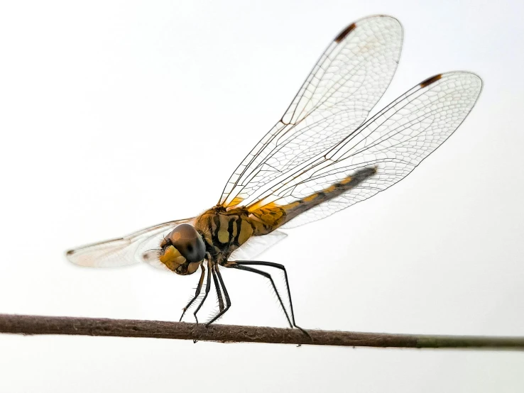 an insect with long legs sitting on top of a wire