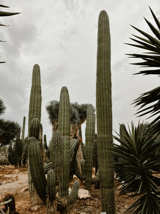 a row of saguados are shown next to each other