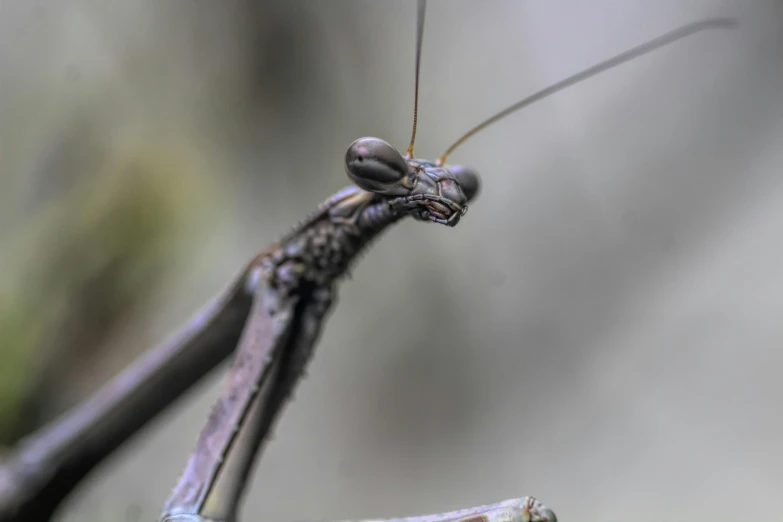 a close up s of a praying mantissa or praying mantists