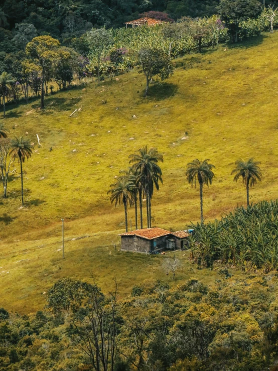 a hill with palm trees and a green grassy field