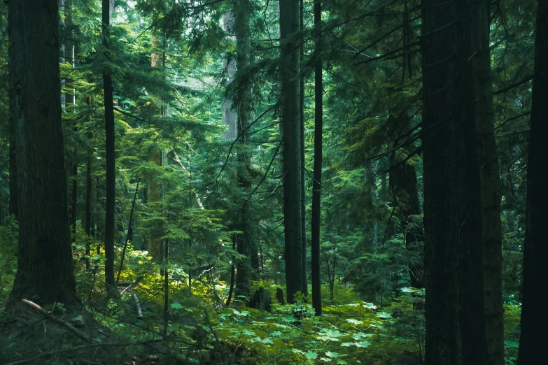 an image of a green forest in the daytime