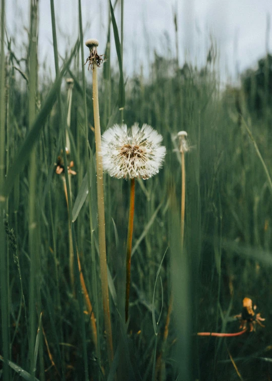a dandelion sitting in the middle of a green field