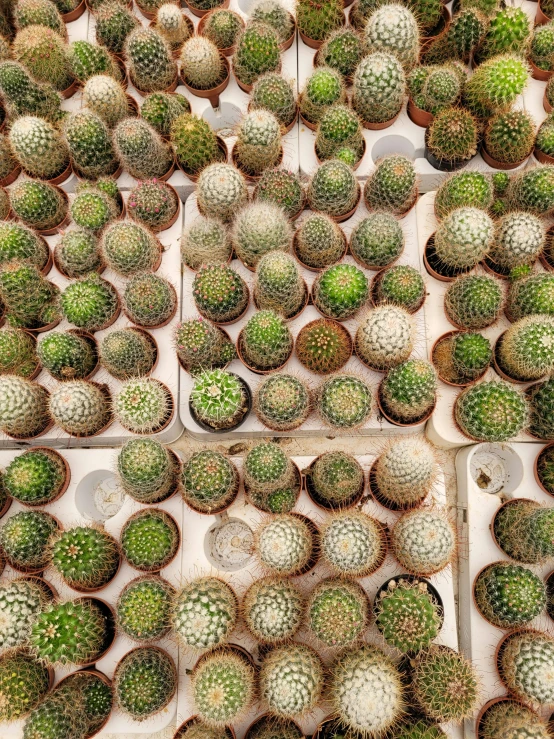various cactus plants on display in square trays