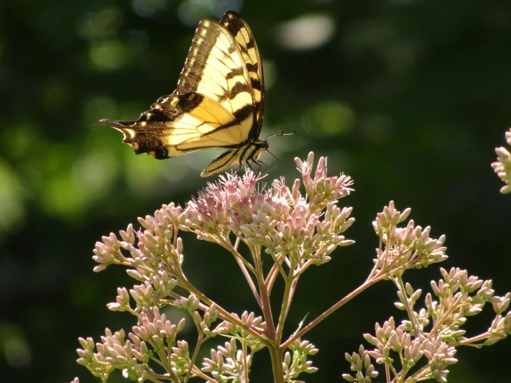 yellow and black erfly on purple flower in sunlight