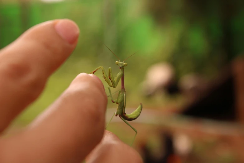 an odd looking praying mantissam with a long stem