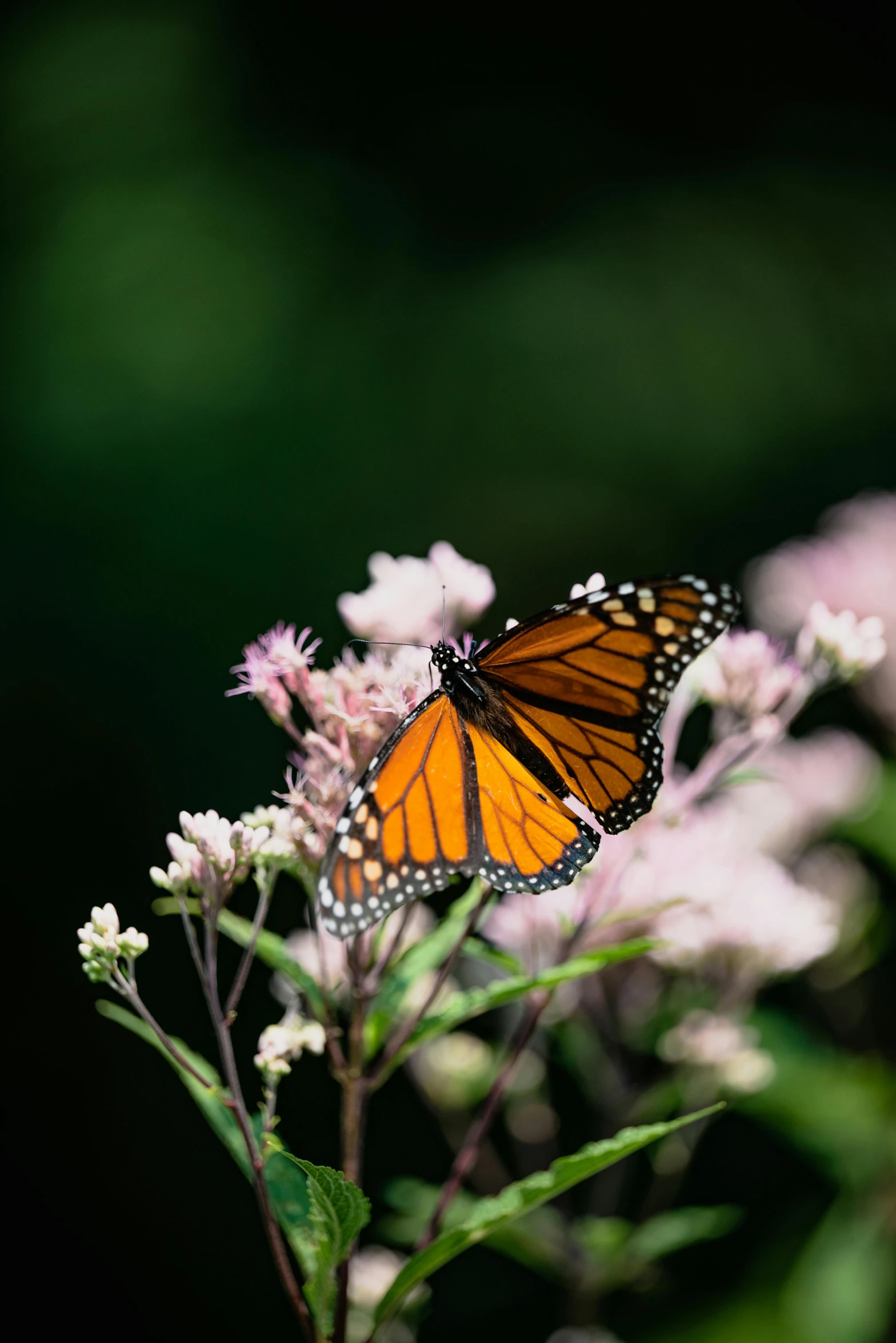 a erfly resting on flowers in front of a black background