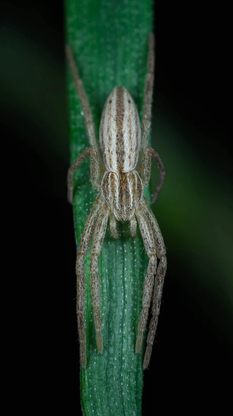 a large spider is sitting on the edge of a leaf