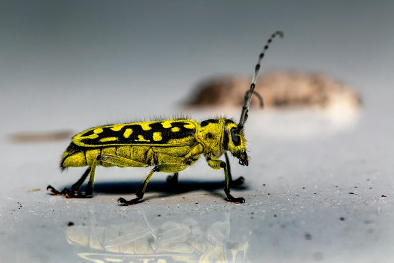 a insect standing on the ground with its long  out