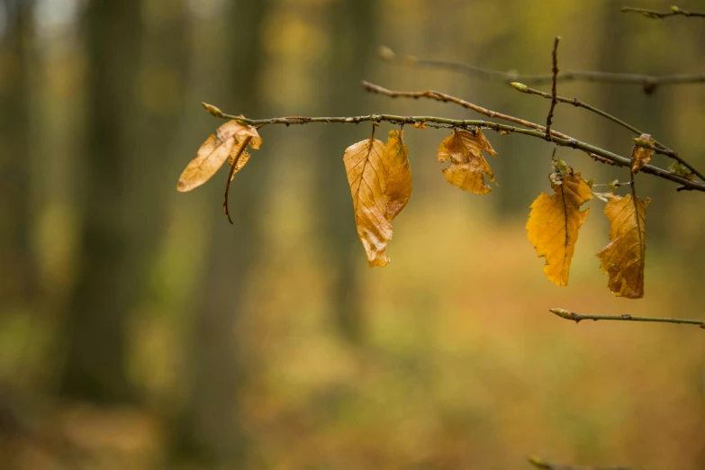 a nch with lots of leaves hanging down