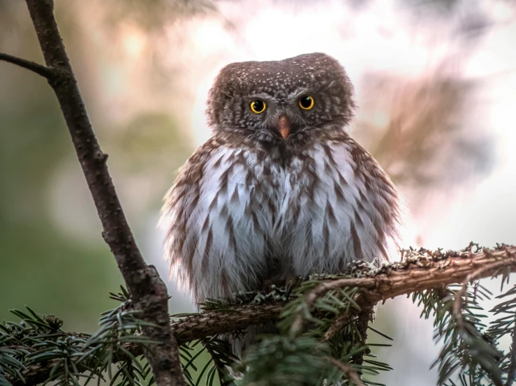 a lone owl sitting in a pine tree