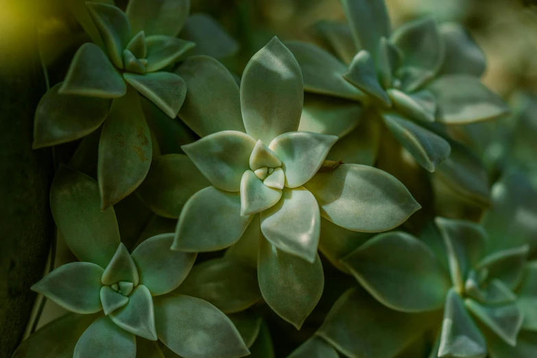 small green plants are growing together in the garden