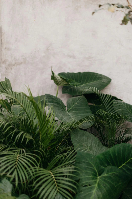 a number of green plants by a building