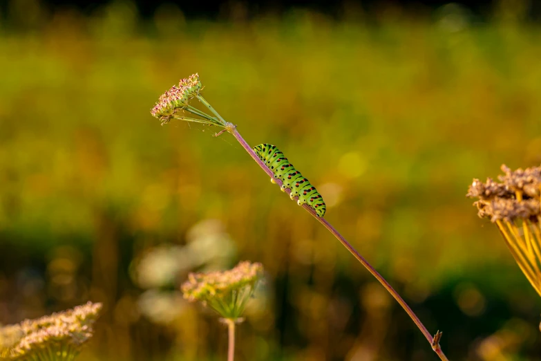 a close up of a plant with grass in the background
