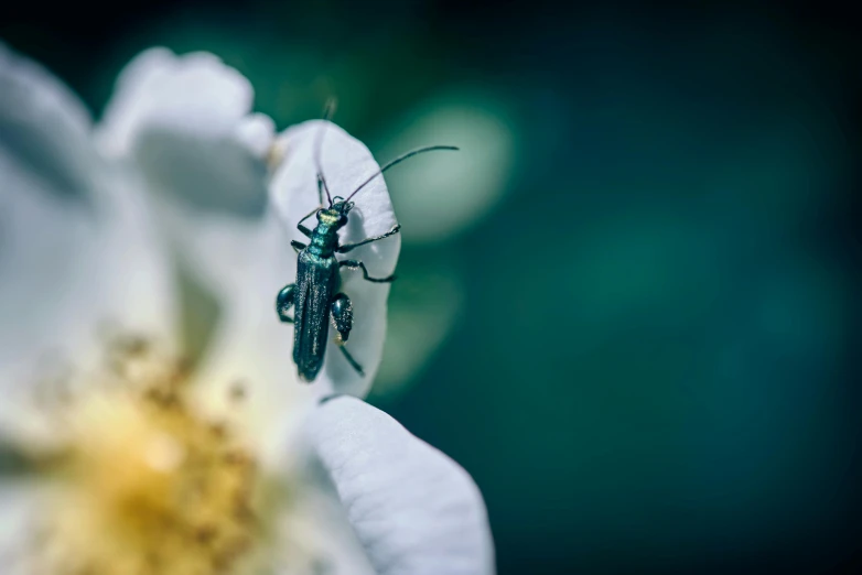 there is a bug that is on the flower