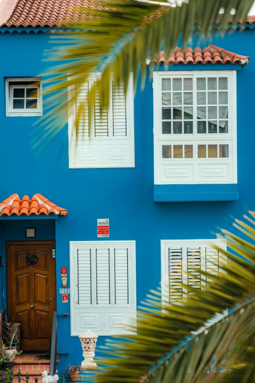 a small palm tree sitting in front of a blue building