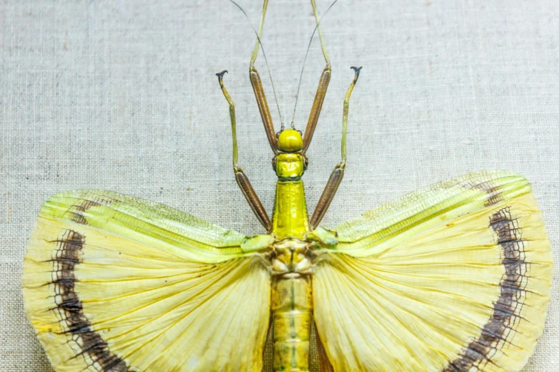 an insect with a long neck and curved wings on it
