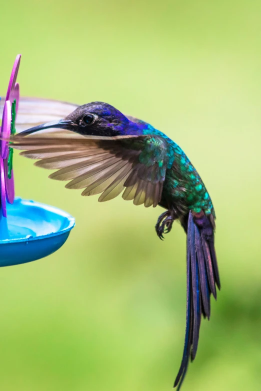 a colorful bird on the top of a bird feeder