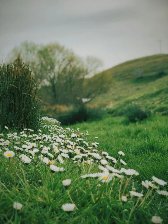 there are white flowers in the green grass