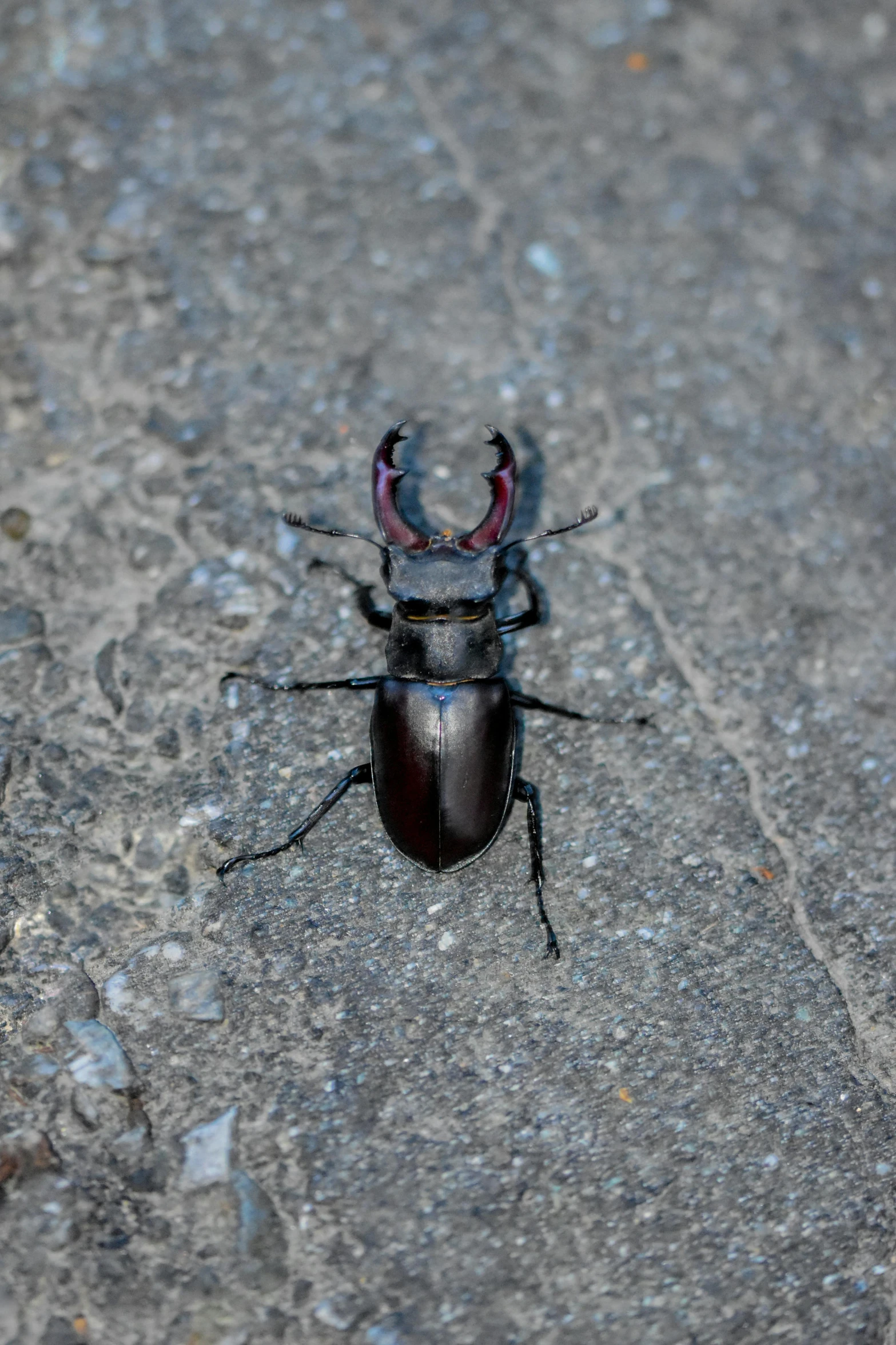 a beetle with an antennae and red eyes walking on the cement