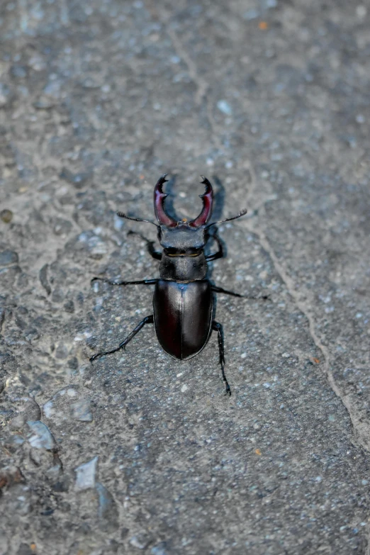 a beetle with an antennae and red eyes walking on the cement