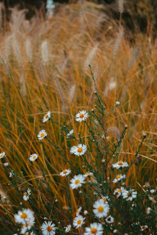 daisies are growing in the tall brown grass