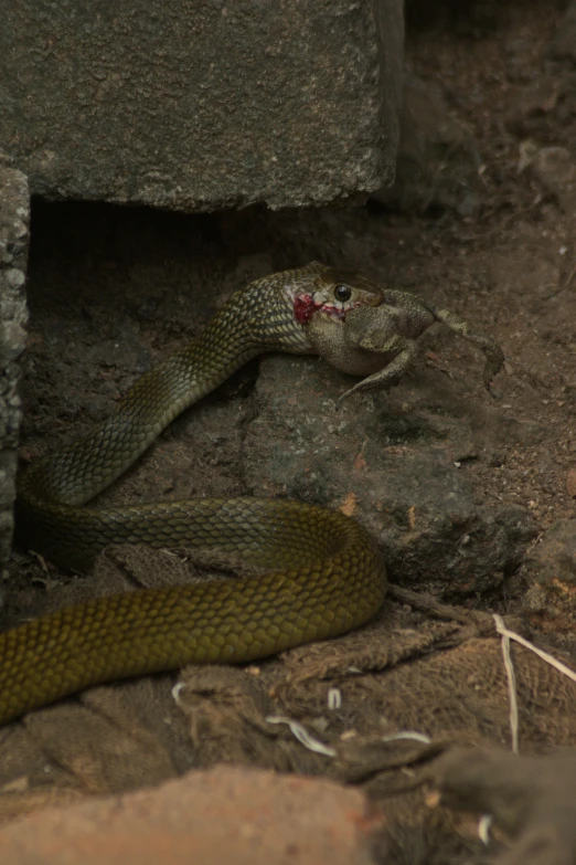 the snake is lying on the dirt near a pillar