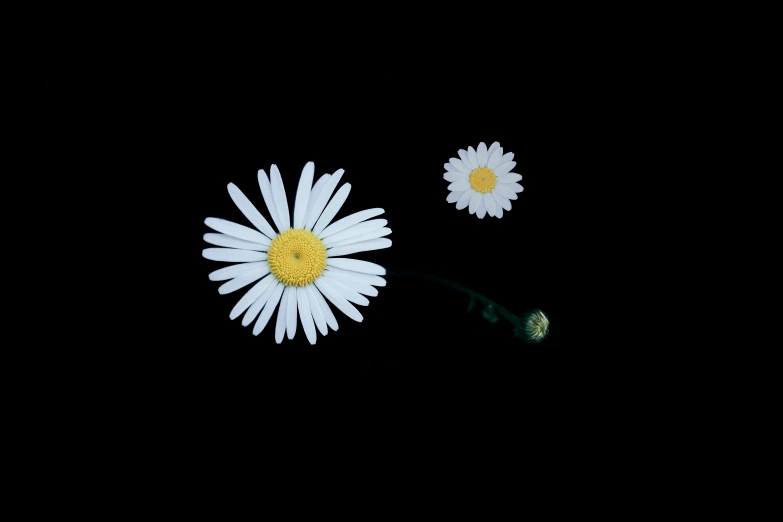 two white daisies on a black background