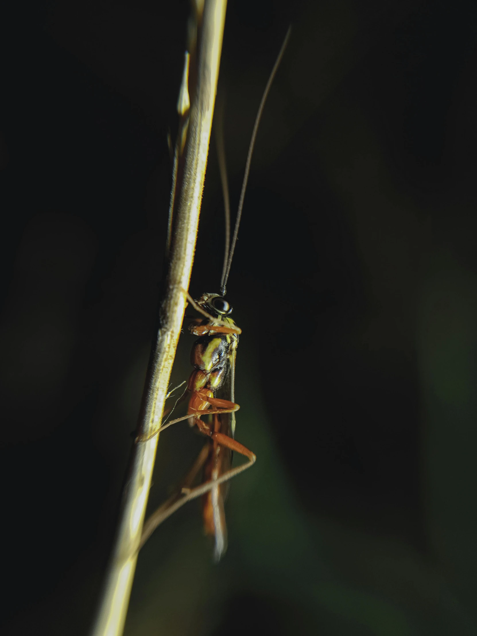 a bug is hanging upside down on a plant stem