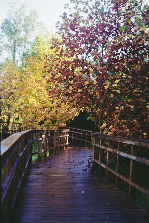 the path is covered with lots of colorful leaves