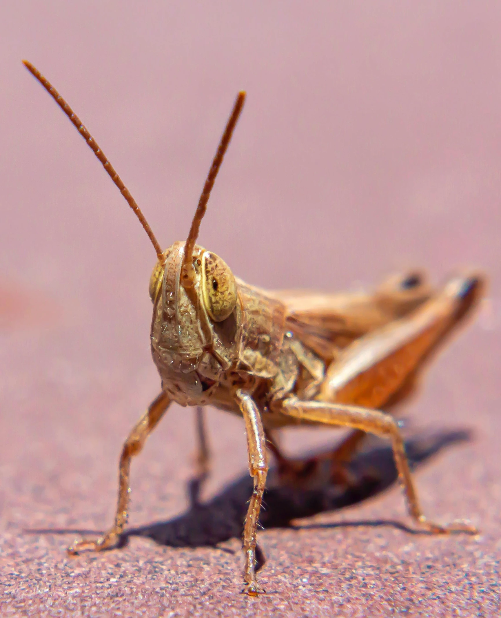 the large bug is standing on its hind legs