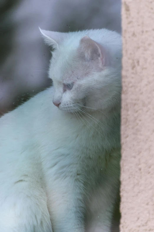 a white cat looking through a window