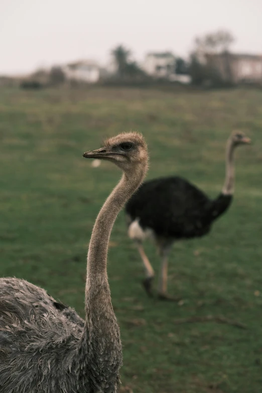 two birds walking next to each other in a field