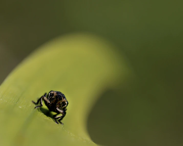 a bug is standing on the end of a leaf