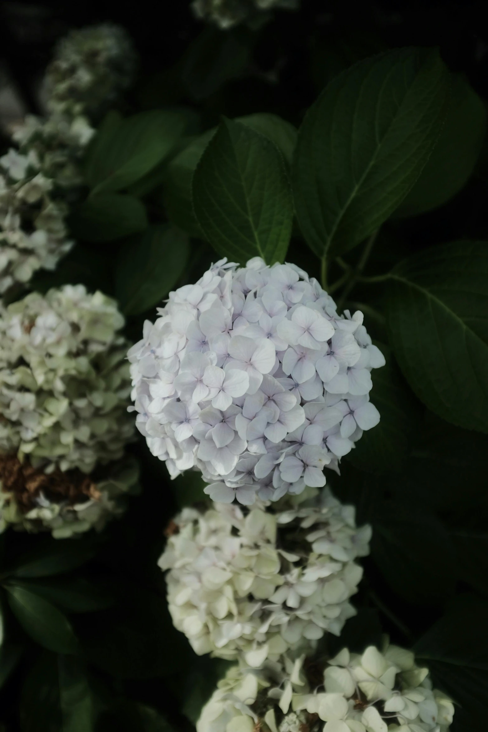 a hydrangea flower with green leaves on it