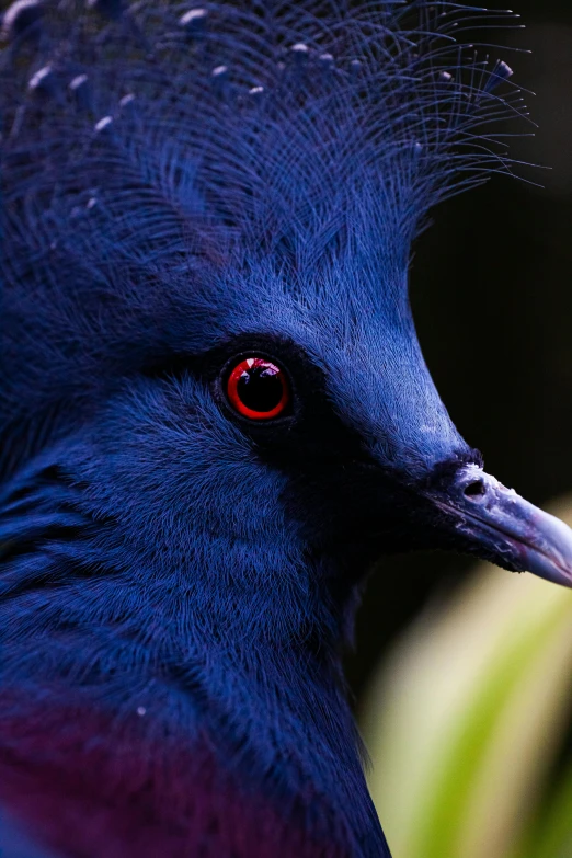 a close - up of a bird with red eyes looking into the camera