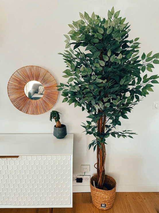 a very large plant in a big pot near a mirror