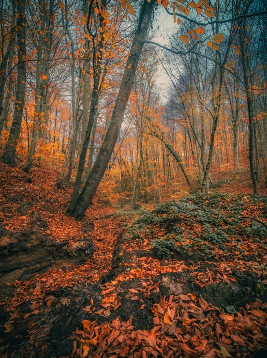 an image of autumn foliage in the woods