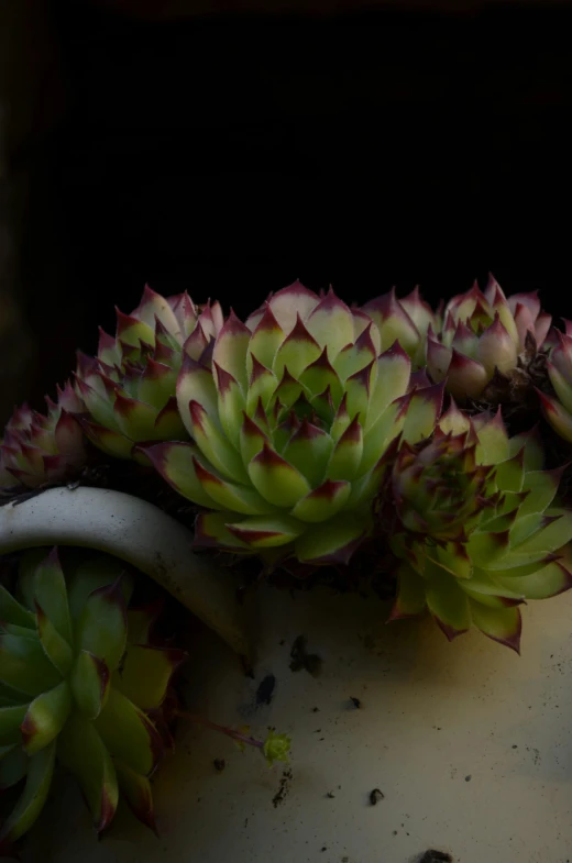 some small cactus plants sprout out of the soil