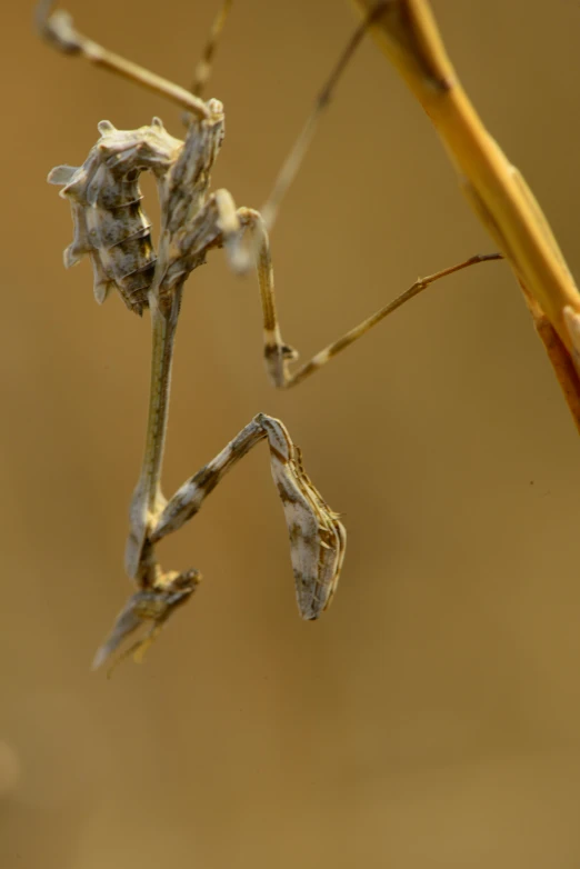 a close - up of an insect on a plant stem