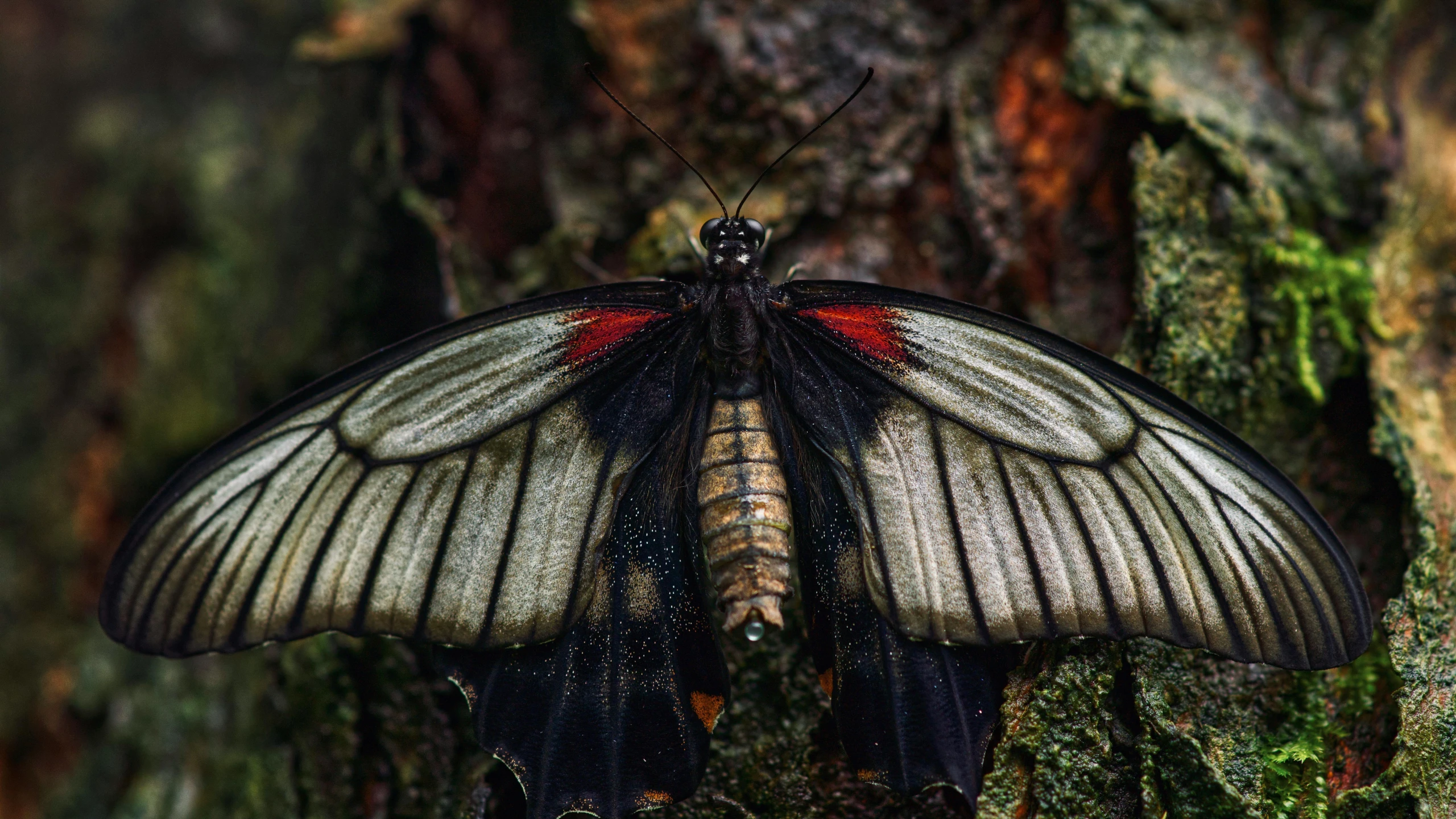 a large erfly resting on a tree