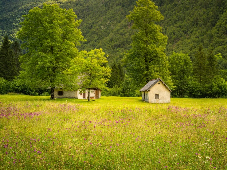 two small huts in a grass field with flowers