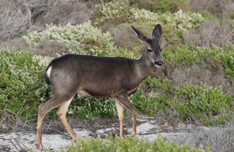 a black and white deer standing on the dirt