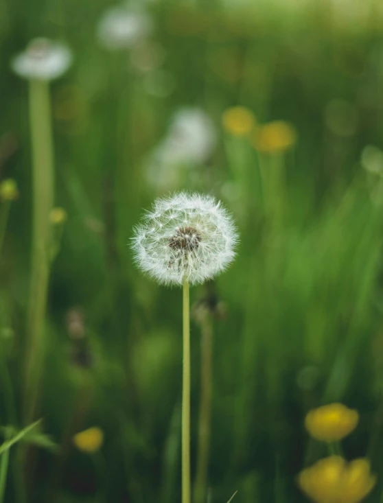 a dandelion sitting on top of a lush green field